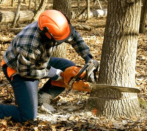 Tree Removal in Hamburg, MI